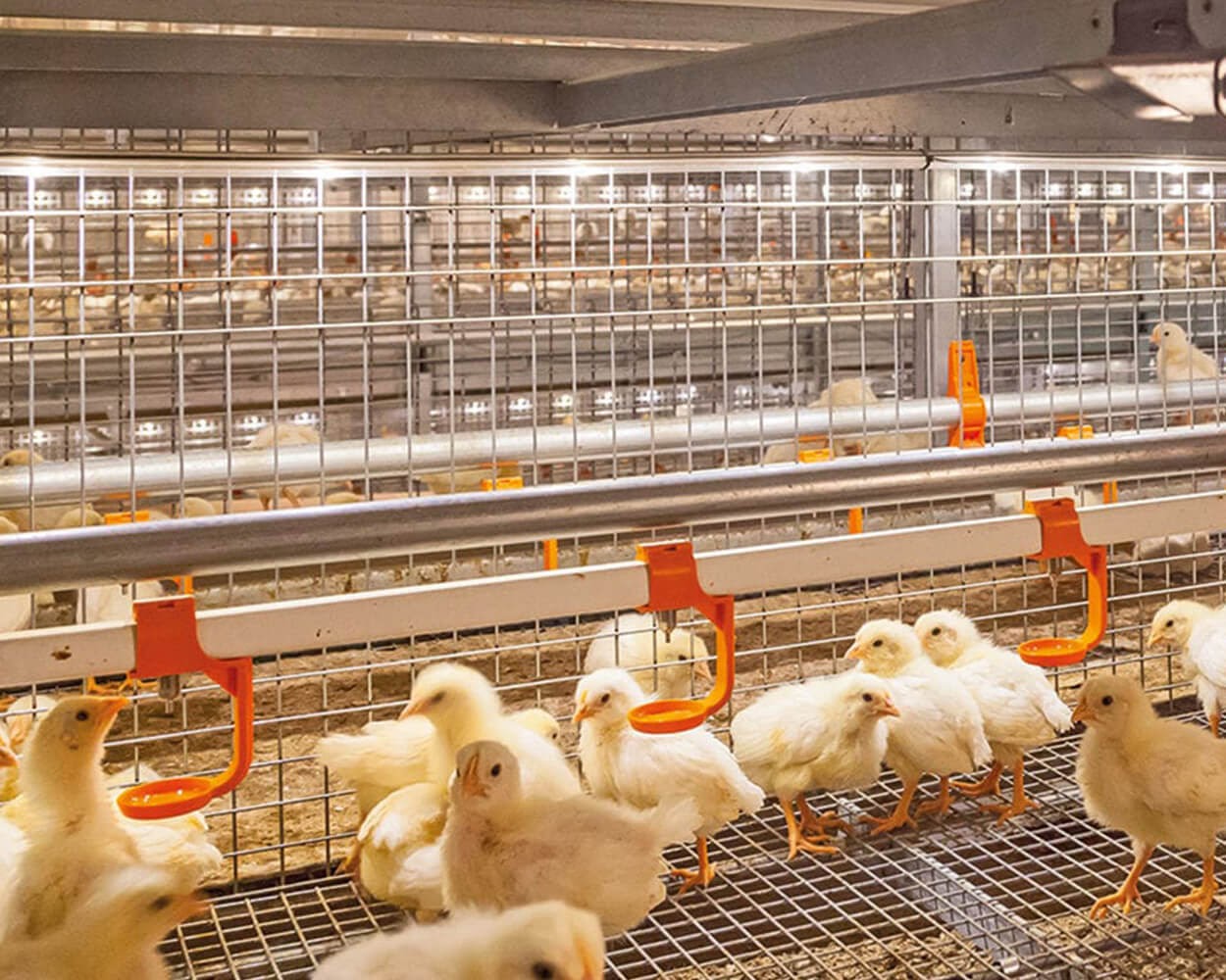 Csirke telepek világítása