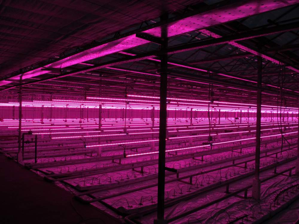 led-vilagitas-allatoknak LED világítás növényeknek